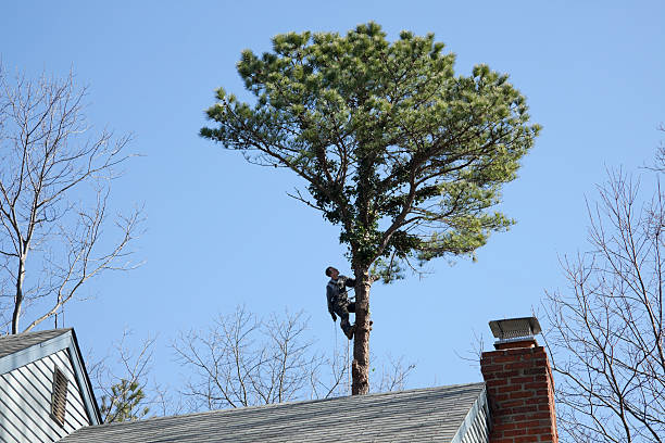 Best Tree Health Inspection  in Malvern, OH