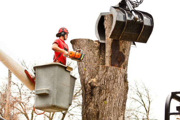 Best Firewood Processing and Delivery  in Malvern, OH
